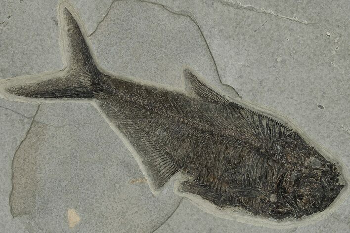 Fossil Fish (Diplomystus) From Bottom Cap Layer #222858